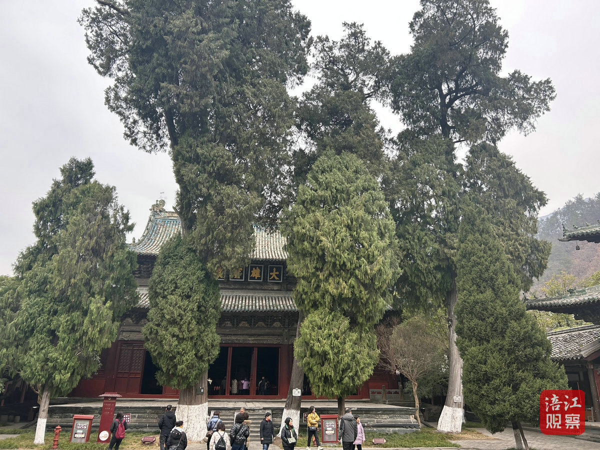 報(bào)恩寺的“古樹衛(wèi)士”1_1.jpg